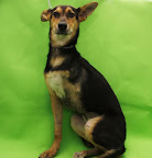 KORA
Es una perrita maravillosa, linda, dulce, amorosa y tierna, no necesita cuidados especiales, solo mucho amor.