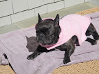 Basking Hound