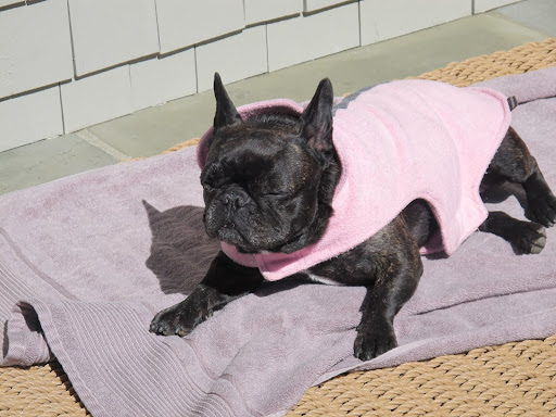 Oh, this feels so very nice!  What more can a Frenchie ask for?
