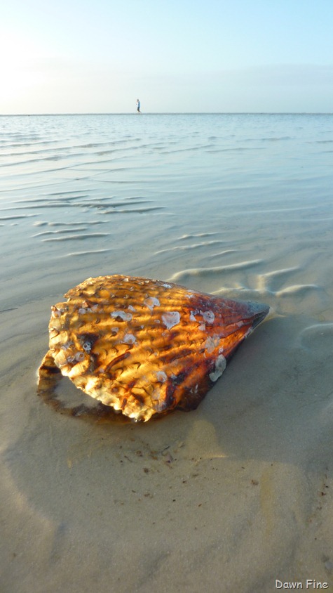 [morning-sanibel_0526.jpg]