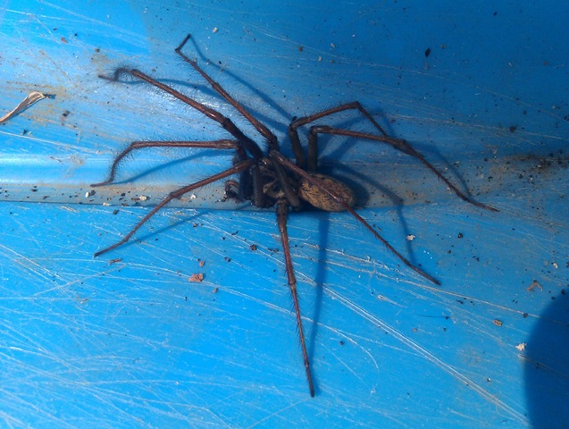 [Giant%2520spider%255B4%255D.jpg]