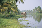 Backwaters, Kerala