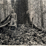 70年代の森林の様子。 / A scene of the forest in the 70s.