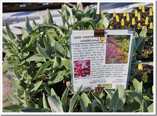 110211_AnniesAnnuals_Salvia-canariensis-2