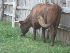 Plimoth Plant cow in pasture