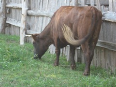 Plimoth Plant cow in pasture Plimoth Plant cow in pasture