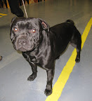 Staffordshire Bull Terrier