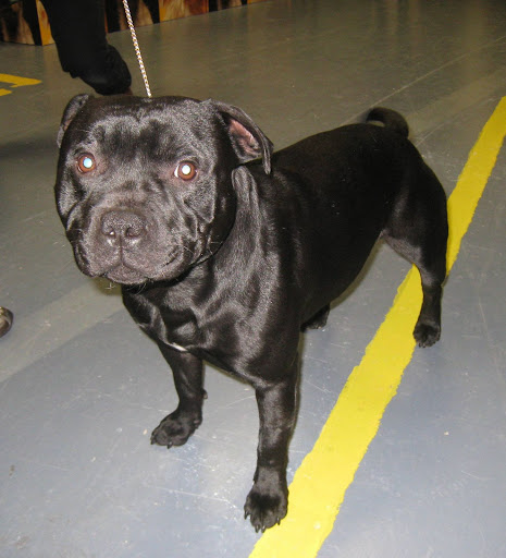 Staffordshire Bull Terrier