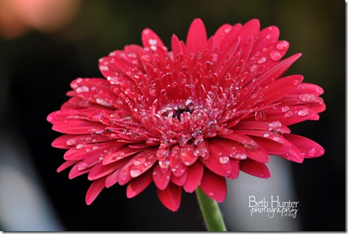 cr-Gerb-Daisy-Red cr-Gerb-Daisy-Red
