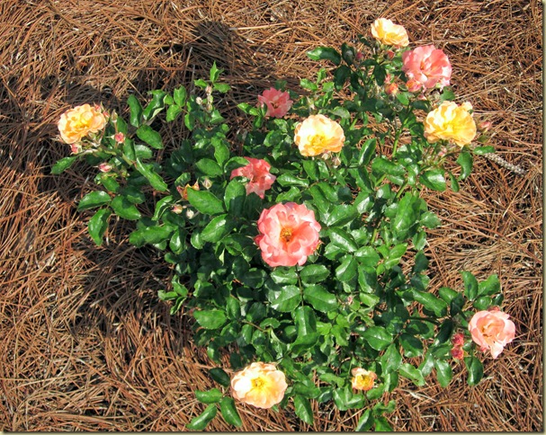 driff rose driff rose