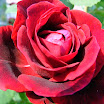 DSCF2340.JPG