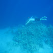 Under Sea in Egypt July 2008 110.JPG
