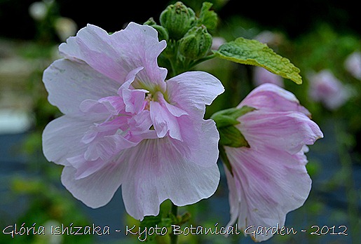 Glória Ishizaka -   Kyoto Botanical Garden 2012 - 67