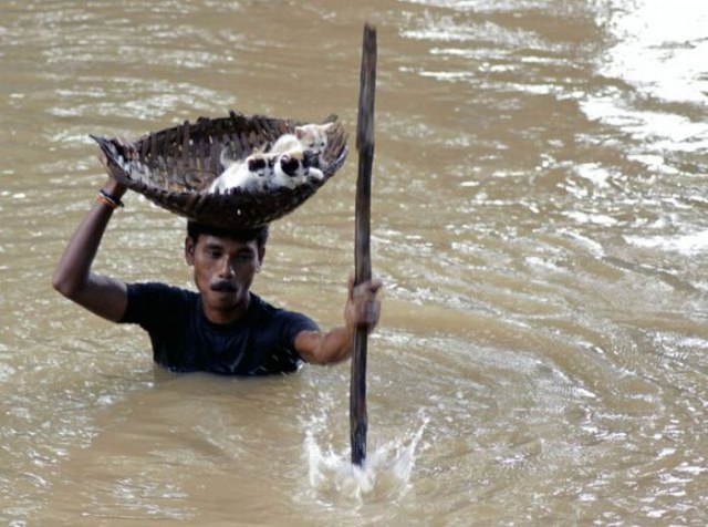 A villager carries kittens on a basket towards dry land as he wades through floodwaters on the outskirts of Cuttack city, about 30 kilometers from the eastern Indian city of Bhubaneshwar Saturday, Sept. 10, 2011. Around 700,000 people have been affected by floods in 14 districts of Orissa even as the state government launched relief and rescue measures on a war-footing, according to a news agency. (AP Photo/Biswaranjan Rout)