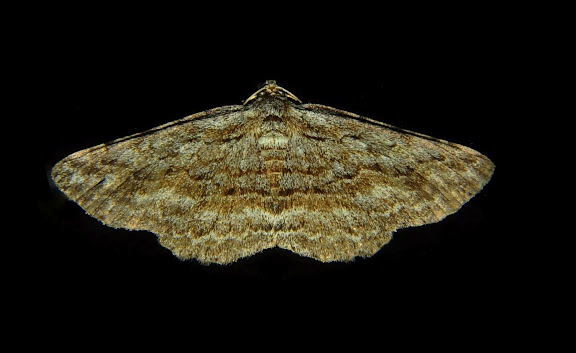 Geometridae : Ennominae : Boarmiini : Psilosticha attacta WALKER, 1860. Umina Beach (NSW, Australie), 26 octobre 2011. Photo : Barbara Kedzierski