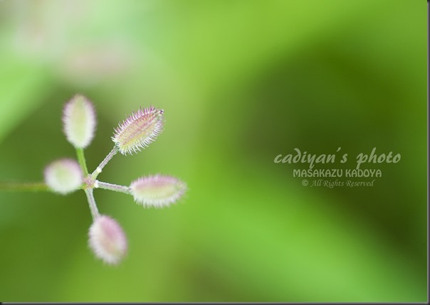 D700_2013-06-09_014 D700_2013-06-09_014