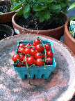Sweet 100 tomatoes. Literally like candy! Sweet 100 tomatoes. Literally like candy!