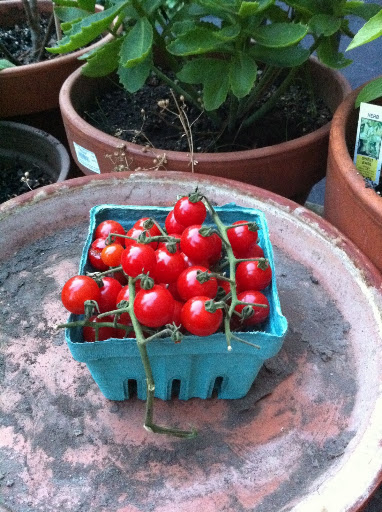 Sweet 100 tomatoes. Literally like candy! Sweet 100 tomatoes. Literally like candy!