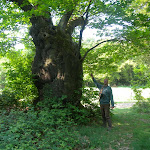 chataignier_bourgon_01.jpg