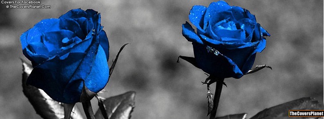 [Blue-Rose-fb-covers%255B5%255D.jpg]