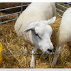 Sheep 001.jpg