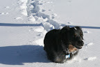 Charlie deep in the snow