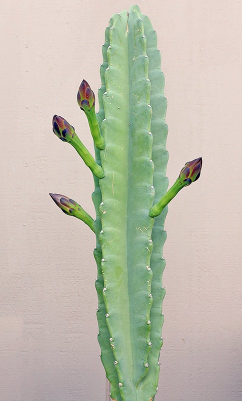 [110811_Cereus-hildmannianus-susp-hildmannianus_01%255B12%255D.jpg]
