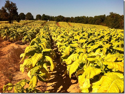 tobacco 004 tobacco 004