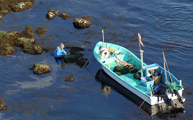A fisherman collects seaweed in the Pacific Ocean near Katsuura city, Chiba province, south of Fukushima. Levels of radiation pouring into the ocean from the Fukushima reactor site are causing concern among local fisheries and fears that the radiation will affect the food chain and impact on Japanese coastal fisheries. Picture: EPA