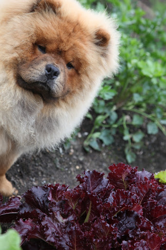 This red leaf lettuce is called Merlot Batavian.  It's spectacular in a tossed salad.