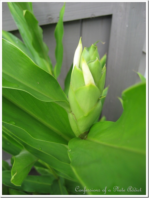 ginger lily