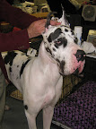 Great Dane