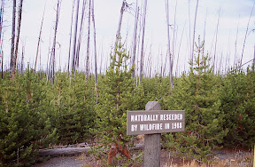Yellowstone Park Plus 20 - The National Park Service has done a good job of placing interpretative signs along Yellowstone's main thoroughfares. Even so, many visitors express great surprise on learning that the Park Service did not harvest any of the timber killed in the 1988 fire, nor was any effort made to replant what was destroyed. What you see today is entirely the work of nature.