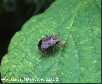 2-spiked-shieldbug