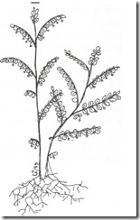 phyllanthus phyllanthus