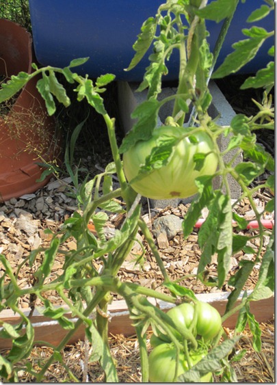 Cherokee Purple tomato