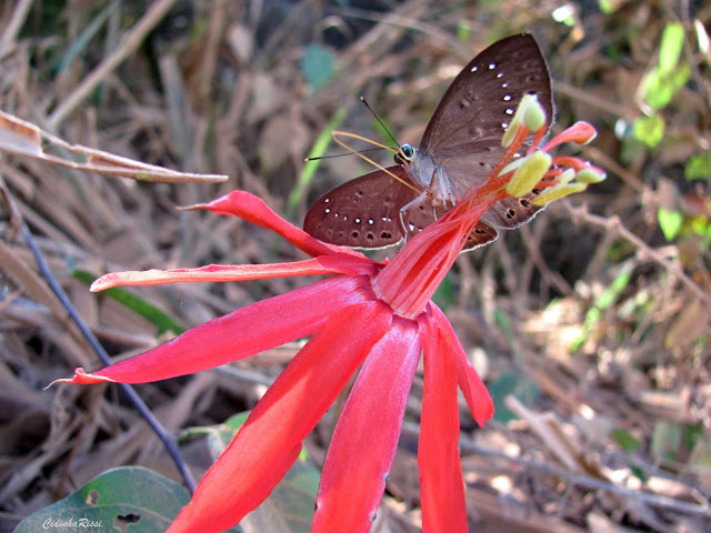 Eurybia halimede passercula STICHEL, 1915, verso. Forêt au Nord de Colider (Mato Grosso, Brésil), août 2011. Photo : Cidinha Rissi