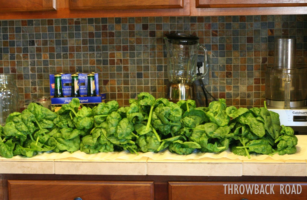 [spinach%2520022%255B2%255D.jpg]