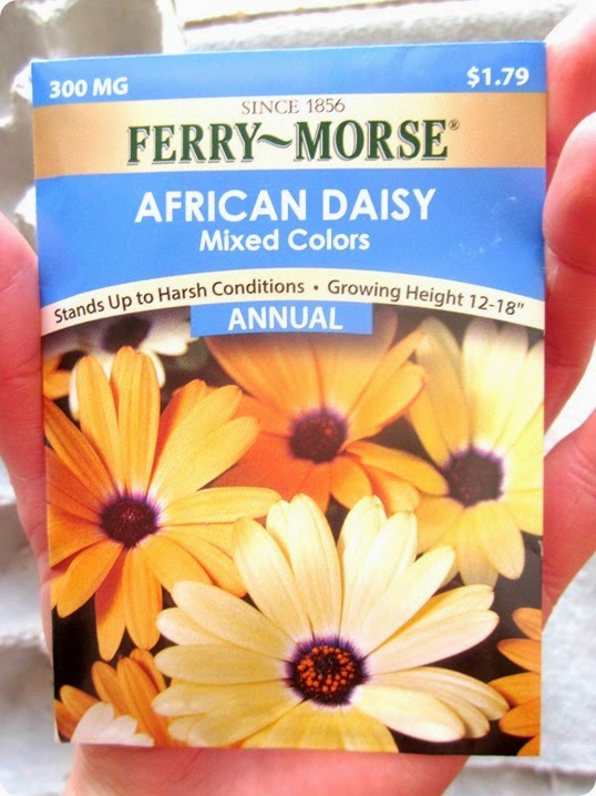 poseidon trip, african daisies 027