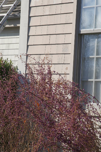 Then we saw a bush covered with purple berries.
