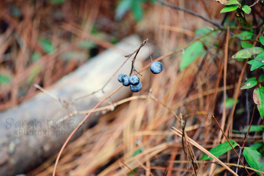 [berries%255B3%255D.jpg]