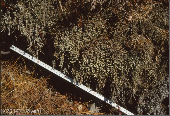 Boc Sessera-Moncerchio_cladonia Boc Sessera-Moncerchio_cladonia