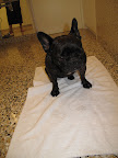 It's time to dry my paws off - this towel is so soft. Do you see that the floor matches the tub? That is so neat.