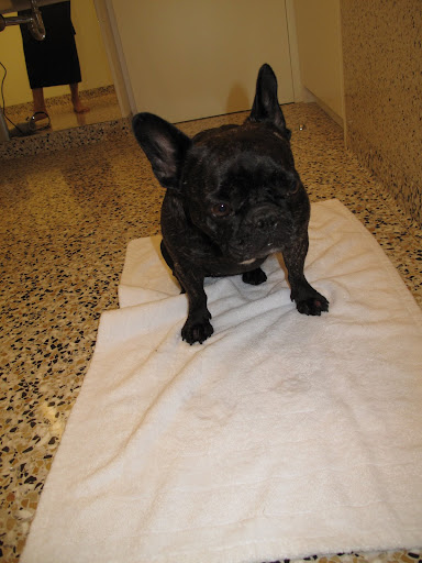 It's time to dry my paws off - this towel is so soft. Do you see that the floor matches the tub? That is so neat.