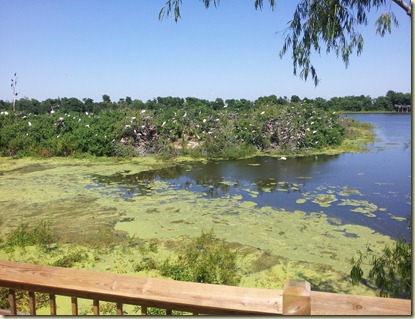 High Is, TX Smith Oaks Rookery