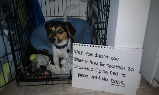 [dog-shaming-bad-9%255B2%255D.jpg]