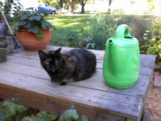 [kitty%2520by%2520watering%2520can%252079%255B3%255D.jpg]