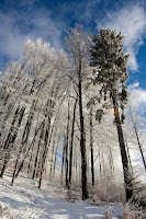IMG_7435.jpg Photo