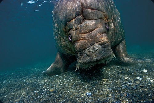 IMAGE IS FOR YOUR ONE-TIME EXCLUSIVE USE ONLY FOR MEDIA PROMOTION OF THE NATIONAL GEOGRAPHIC BOOK "POLAR OBSESSION." NO SALES, NO TRANSFERS.
©2009 Paul Nicklen / National Geographic
A large bull walrus returns to the shores of Prins Karl Forland after diving and feeding on clams. Svalbard, Norway (p. 150)
