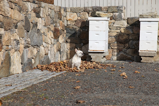 Ah, there's a lot more direct sunlight over here which will provide more warmth for the bees during the winter, and help to dry out the hives in the event of rain or snow.  That's definitely going to help!